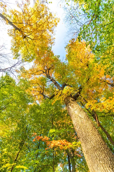 Echte Concurrentie Naar Hemel Gaan Herfst Centraal Canada — Stockfoto