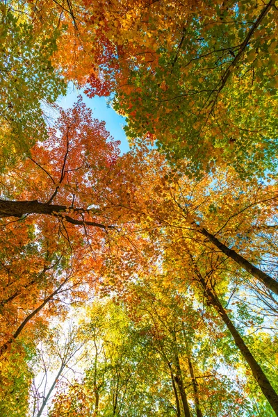 Couleurs Vert Rouge Forme Dessus Automne Canada Central — Photo