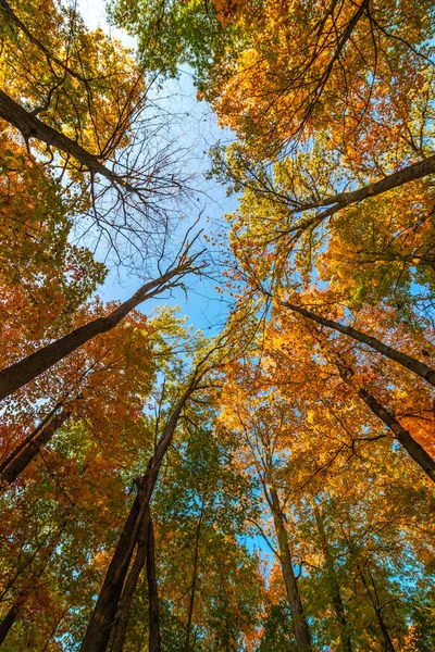 Herfst Bladeren Oranje Rood Proberen Lucht Aan Raken Herfst Centraal — Stockfoto