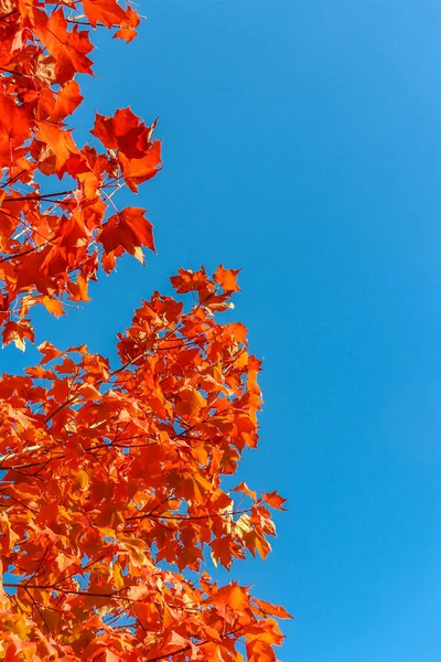 Arce Rojo Cielo Azul Sin Nubes Caída Centro Canadá — Foto de Stock