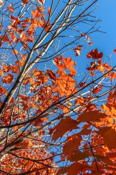 Tarde Otoño Ventosa Con Hojas Cayendo Constantemente Caída Centro Canadá — Foto de Stock