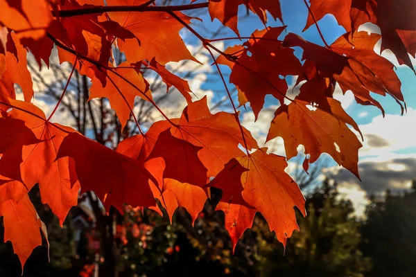 Λαμπερά Κόκκινα Φύλλα Σφενδάμου Απολαμβάνουν Τον Φθινοπωρινό Ήλιο Πτώση Στον — Φωτογραφία Αρχείου