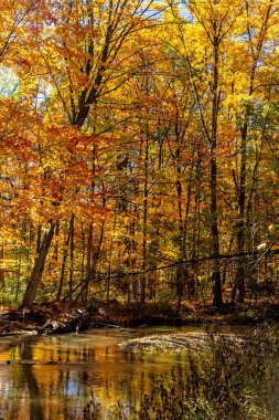 Sonbaharda ormanın altın yansımaları, Orta Kanada, ON, Kanada
