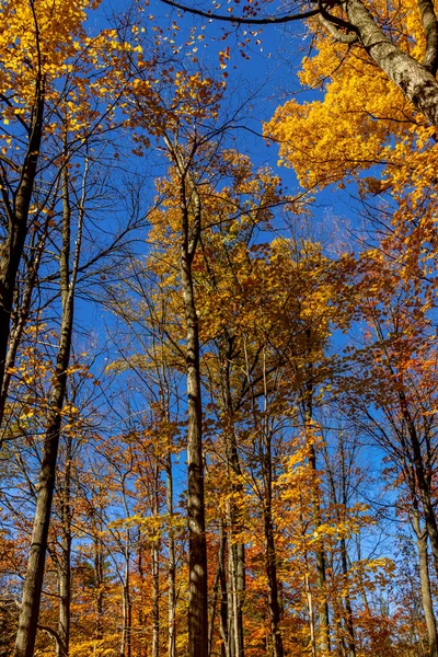 Árboles Llenos Hojas Estériles Color Girado Elevan Cielo Canadá Central — Foto de Stock