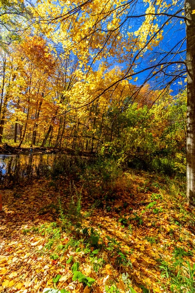 Όμορφη Φθινοπωρινή Μέρα Μέσα Στο Δάσος Από Ρυάκι Κεντρική Καναδάς — Φωτογραφία Αρχείου