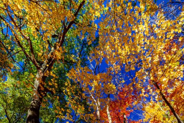 Günışığı, ormanı sonbaharda, Orta Kanada, ON, Kanada 'da altın içinde parlatacak.