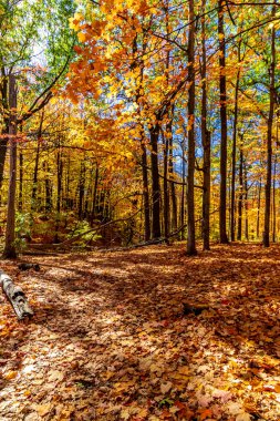 Sonbahar yapraklarının bol olduğu ağaçlık alan Orta Kanada, ON, Kanada