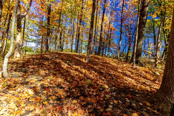 Egy Arany Őszi Levelekkel Borított Kis Domb Közép Kanada Kanada — Stock Fotó