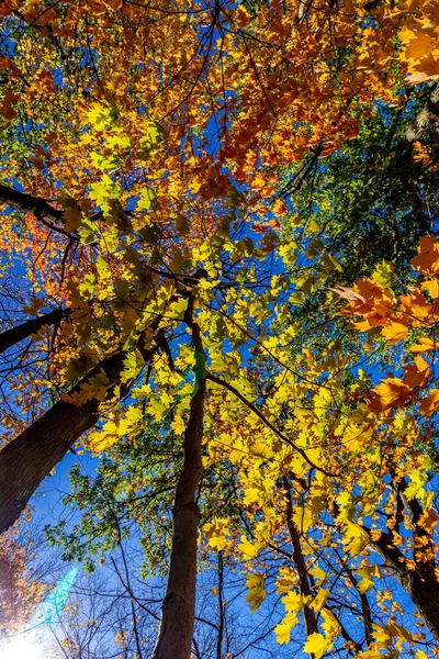 Hojas Verdes Pálidas Tienen Algún Espectáculo Esta Imagen Otoño Del — Foto de Stock