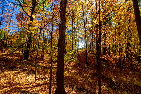 가을에 바닥에 황금빛 잎들로 이루어진 구멍들 캐나다 캐나다 아메리카 — 스톡 사진