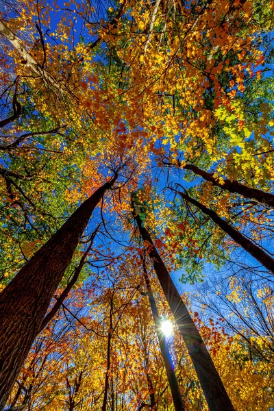 Concurrerende Bomen Proberen Zon Verbergen Herfst Centraal Canada Canada — Stockfoto