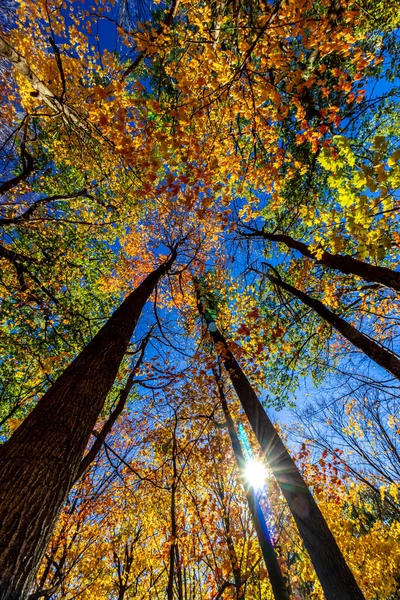 Zon Schijnt Door Stammen Terwijl Hoge Bomen Schijnen Zonneschijn Centraal — Stockfoto