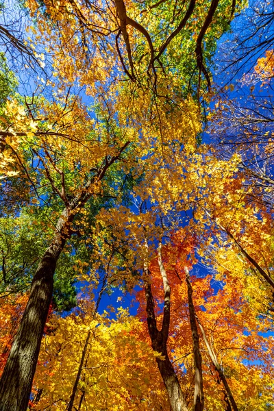 Dunkle Baumstämme Passen Nicht Den Bunten Herbstblättern Mit Hilfe Der — Stockfoto