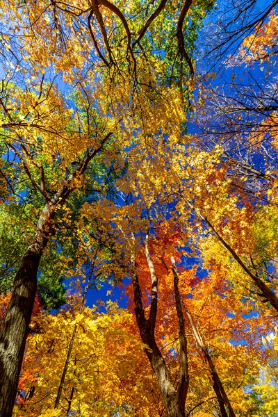 Herfst Kleuren Stijgen Naar Hemel Licht Door Middagzon Centraal Canada — Stockfoto