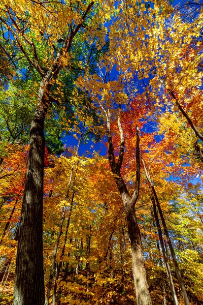 Ouro Amarelo Verde Laranja Vermelho Contrastado Pelo Céu Queda Azul — Fotografia de Stock