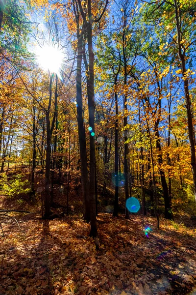 Luz Solar Atravessando Árvores Dia Outono Canadá Central Canadá — Fotografia de Stock