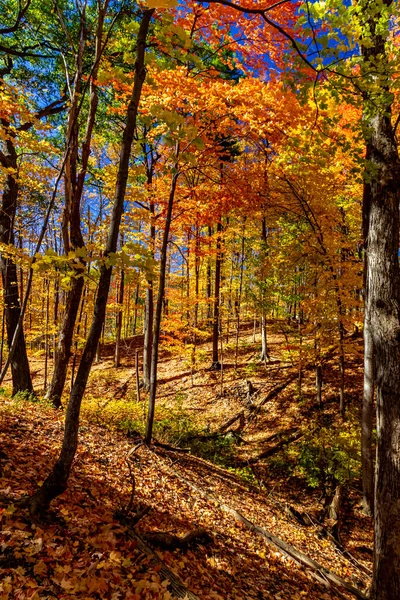 Todos Los Colores Otoño Imaginables Capturados Central Canada Canada — Foto de Stock