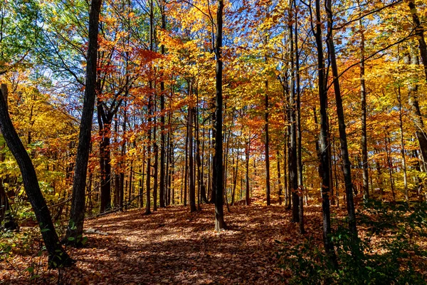 Luces Sombras Otoño Dentro Área Boscosa Canadá Central Canadá — Foto de Stock