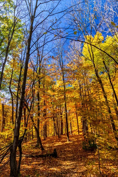 Caída Llena Naranja Oro Con Cielos Azules Central Canada Canada — Foto de Stock