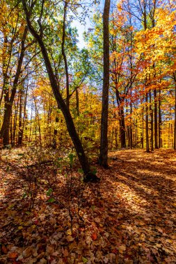 Ormanın içine ışık sızıyor. Merkez Ontario, Kanada 'da sonbahar.