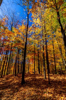Koyu renk şortlar, sonbahar renklerine güzellik katar - Orta Ontario, Kanada 'da Sonbahar