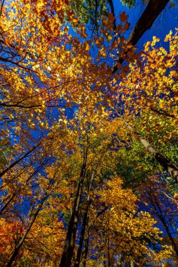 Çerçevenin her yerinde sandık var. Merkez Ontario, Kanada 'da düşüş.