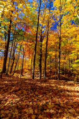 Doğa tarafından oyulmuş mükemmel renkler - Orta Ontario, Kanada 'da Sonbahar