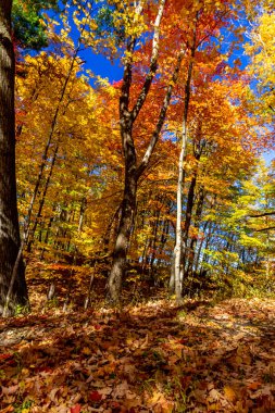 Orman, kış kapanmadan önce son bir gösteri yapıyor. Merkez Ontario, Kanada 'da sonbahar.