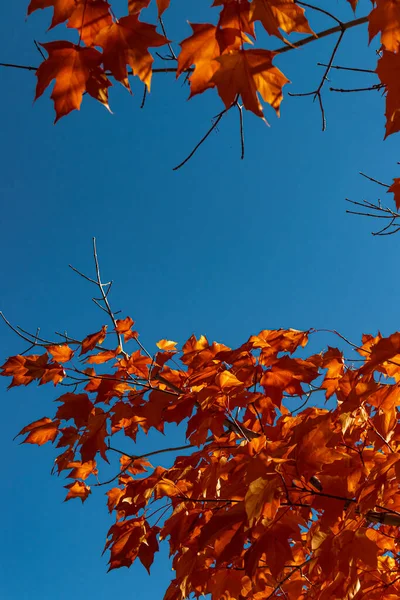 Faltan Los Arces Rojos Punta Caída Centro Ontario Canadá — Foto de Stock