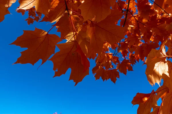 Cielo Azul Arce Rojo Caída Centro Ontario Canadá — Foto de Stock