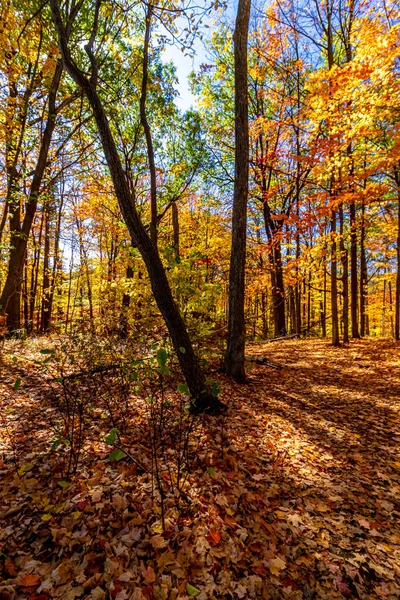 Luz Que Filtra Través Todos Los Caminos Posibles Bosque Caída — Foto de Stock