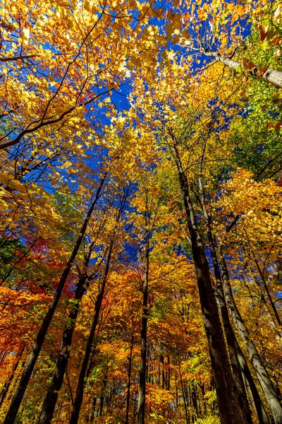 Annäherung Himmel Und Aufmerksamkeit Herbst Central Ontario Kanada — Stockfoto