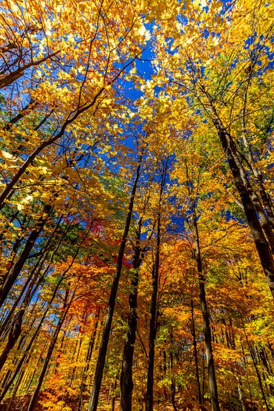 Elke Herfstkleur Probeert Pronken Zon Herfst Centraal Ontario Canada — Stockfoto