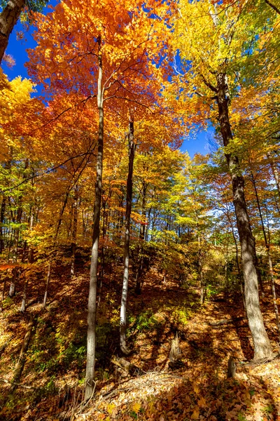 Farbsortierung Von Natur Aus Herbst Central Ontario Kanada — Stockfoto