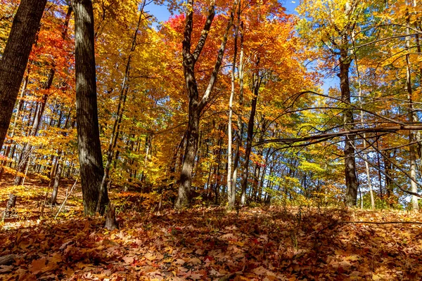 Espectáculo Troncos Ramitas Hojas Colores Caída Centro Ontario Canadá — Foto de Stock