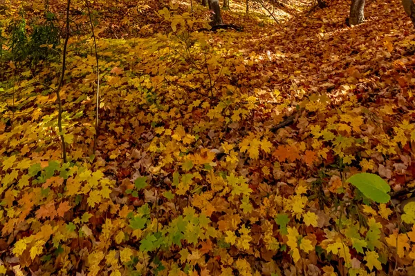 Orman Zemini Altınla Kadar Zengin Olabilir Merkez Ontario Kanada Sonbahar — Stok fotoğraf