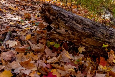 Ormanlık zemindeki kütüğe yaklaş - Orta Ontario, Kanada 'da sonbahar