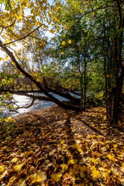 Nehrin kıyısına doğru eğilmiş Orta Kanada 'da güzel bir sonbahar.