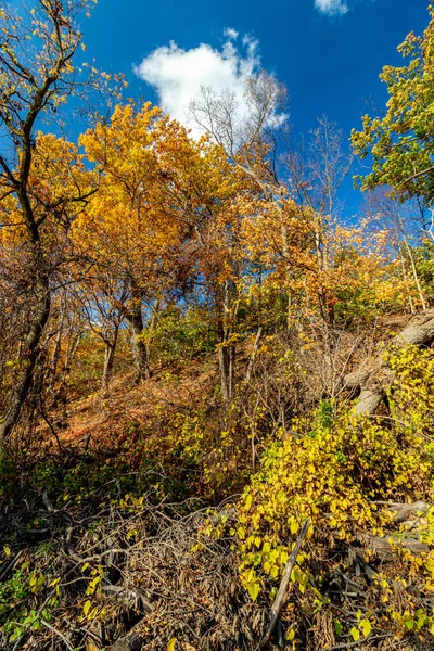 Яркий Осенний Вечер Природой Осень Центральной Канаде — стоковое фото