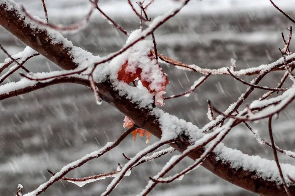 Hojas Arce Maduras Empaquetadas Hielo Por Tormenta Nieve Invierno Canadá — Foto de Stock