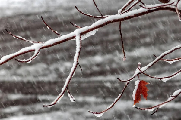 Brutales Wetter Macht Ahornbäume Stärker Ein Epischer Alljährlicher Kampf Mit lizenzfreie Stockfotos