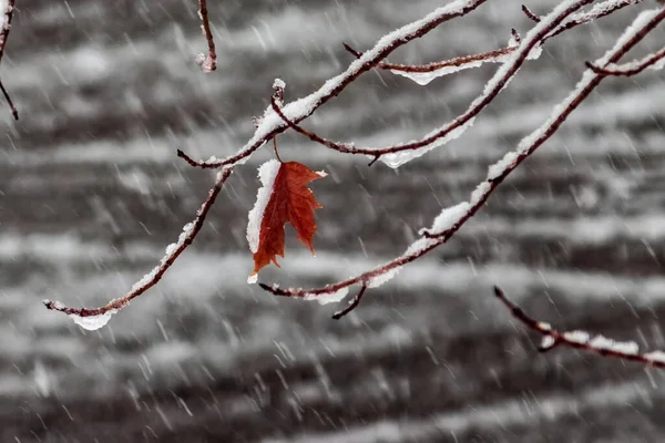 Samotny Słaby Liść Klonu Walczący Zimą Staruszkiem Kanada — Zdjęcie stockowe
