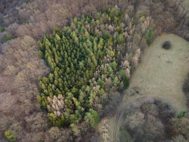 Viyana Ormanı 'nın hava aracı görüntüsü