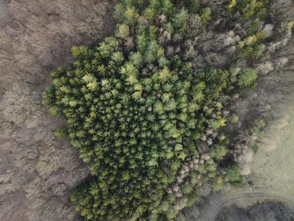 Εναέρια Drone Εικόνα Του Δάσους Της Βιέννης — Φωτογραφία Αρχείου