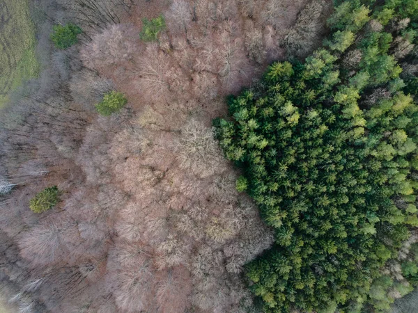 Aerial Drone Image Vienna Woods — Stock Photo, Image