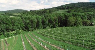 Yeşil tepeler, yeşil ormanlar, Aşağı Avusturya 'daki küçük köyler üzerinde insansız hava aracı uçuşu