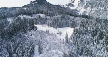 Avusturya 'daki dağlarda karla kaplı ormanın havadan görünüşü