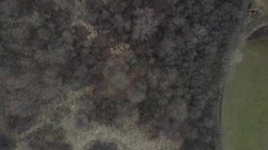 Kış ormanının hava aracı görüntüsü 