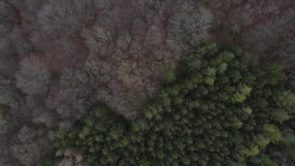 Imagem Aérea Agradável Drone Bosque Viena Janeiro — Vídeo de Stock