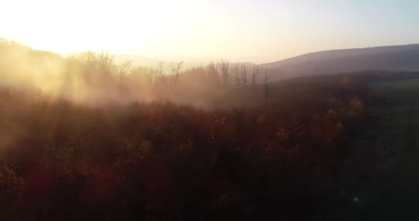 Hava Aracı Sisin Içinden Küçük Bir Orman Bölgesindeki Güneşin Doğuşuna — Stok video
